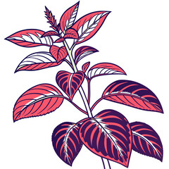  Elegant Iresine Herbstii Plant Design