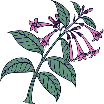  Stylish Iochroma Houseplant Illustration