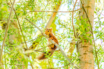 Ardilla Roja en su entorno natural