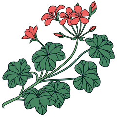  Elegant Ivy Geranium Plant Design