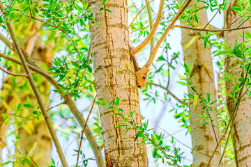 Ardilla Roja en su entorno natural