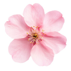Fototapeta premium Close-up of a delicate pink flower with soft petals and prominent yellow stamens on transparent background perfect for botanical, nature, or floral themes.