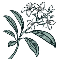  Charming Jasmine Plant Design for Interiors