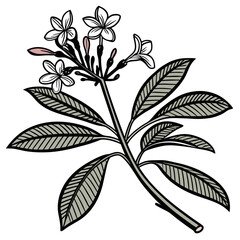  Vibrant Justicia Houseplant Art for Decor