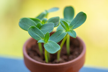 Growing microgreens. Germinating seeds at home. Vegan and healthy food concept. Growing sprouts....