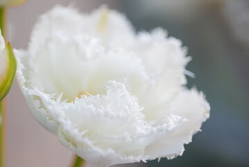 Close-up of a white fringed tulip in full bloom against a blurred green background.