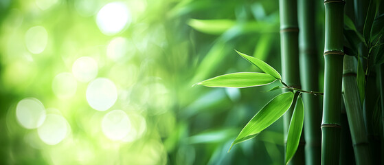 Green bamboo background