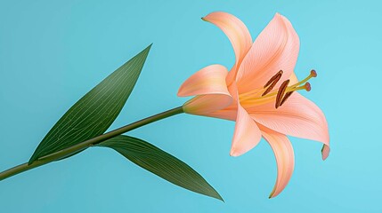 Peach Lily Flower on Light Blue Background