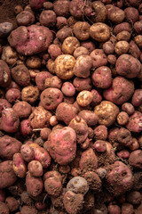 vertical close-up of freshly harvested potato in the bolivian andes, latin america - agricultural concept