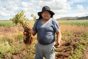adult latin man holding freshly harvested potato in the bolivian altiplano, latin america -...