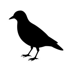 Black bird silhouette vector illustration of avian wildlife animal perched crow raven isolated design element