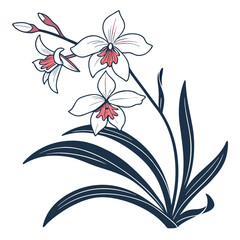  Elegant Miltonia Orchid Houseplant Illustration © MonoPixel