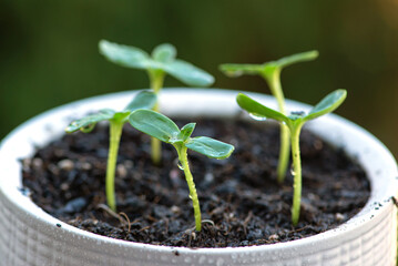 Young plants in white pots, the process of transplanting and fertilizing. horticulture