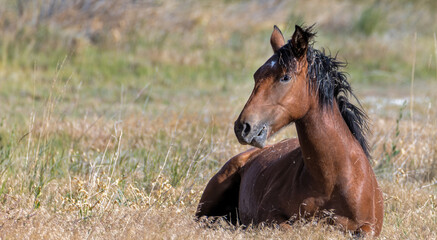 wild horse in the meadow