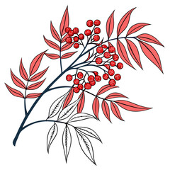  Charming Nandina Domestica Houseplant Outline Art