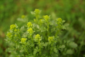 close up of dill