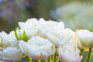 Close-up of a white fringed tulip in full bloom against a blurred green background.