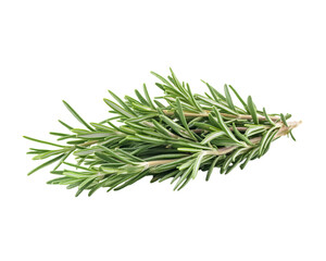 Fototapeta premium A bunch of fresh rosemary isolated on Png Format and Transparent Background