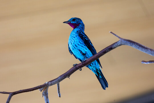 Spangled cotinga perched on a branch
