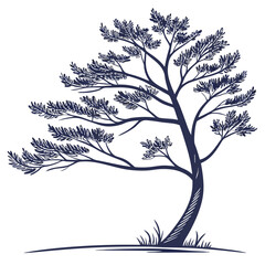  Elegant Norfolk Island Pine Houseplant Vector Art