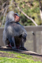 Male Hamadryas baboon sitting on a rock