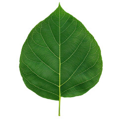 Obraz premium Detailed close-up of a vibrant green leaf with visible veins and smooth edges on transparent background, showcasing natural plant growth and healthy foliage.