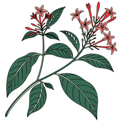  Stylish Odontonema Plant Illustration