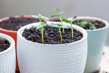 Young plants in white pots, the process of transplanting and fertilizing. horticulture