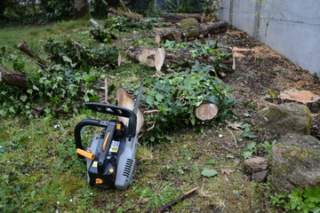 Abattage de sapins morts