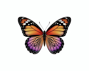 Colorful Butterfly on a White Background