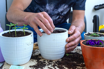 Close Up Male Hands With Potted Seedlings, Gardening,