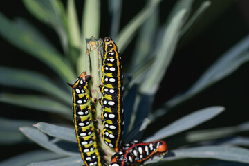 3 Caterpillars of Hyles euphorbiae, the spurge hawk-moth eating Mediterranean spurge plant. Select focus.