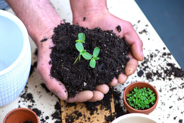 hand holding small tree for planting. concept green world earth day