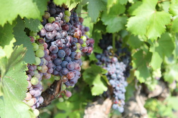 grapes on vine