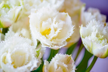 Close-up of a white fringed tulip in full bloom against a blurred green background.