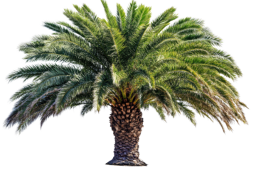single Palm tree isolated on white background PNG