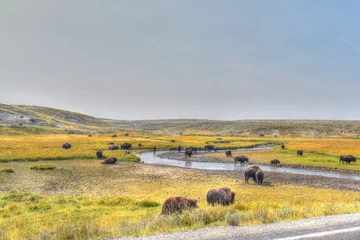  American Bison Grazing in Fall at Yellowstone National Park. Buffalo in Pasture. © J.T. Photography