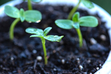 Close-up seedlings in pots on the balcony