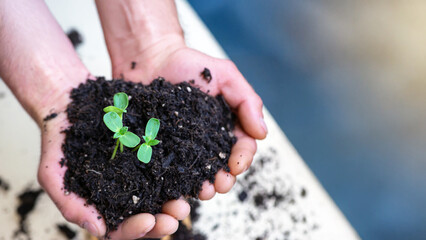 Hands holding seedlings and soil for planting trees on a green background, representing Earth Day concepts and the World environment day. A man's hands are growing a young tree with sunlight and light