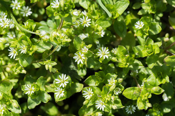 Chickweed white common flowers from above