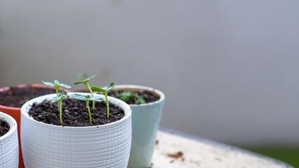 Close-up seedlings in pots on the balcony