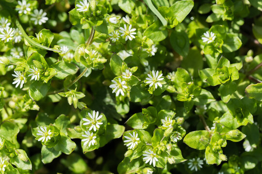 Chickweed white common flowers from above