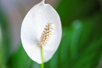 Dew on green leaf. Water drops on green leaf abstract background. Close-up of leaves with dew drops.