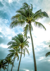 Obraz premium Palm Trees Stretching Upward Under a Sky with Soft Clouds