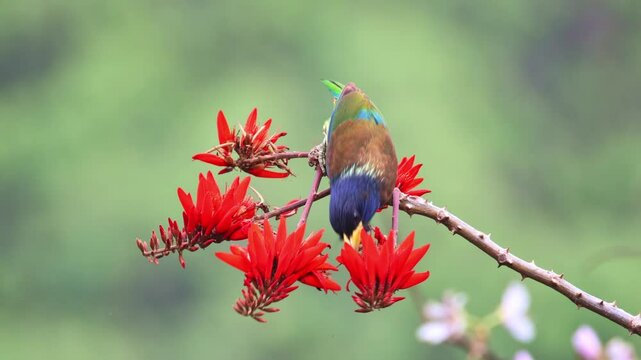 Great Barbet 
Color and Call, The Life of the Great Barbet