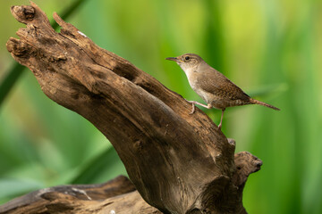 A house wren perched on a vine