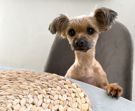 Adorable Chorkie dog, a Chihuahua and Yorkshire Terrier mix, sitting at the table with paws up, looking curious and sweet like a little family member.