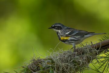 A yellow-rumped warbler perched on a vine