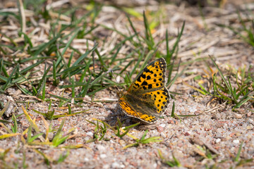 Upperside of Issoria lathonia, a butterfly of the family Nymphalidae. Queen of spain fritillary (issoria lathonia) butterfly resting on the ground. Coastal dunes landscape, daytime bright sunlight.