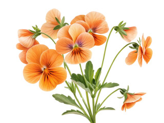 Fototapeta premium Beautiful pansy flowers bloom in vibrant orange hues, showcasing delicate petals and lush green leaves that bring joy to any garden